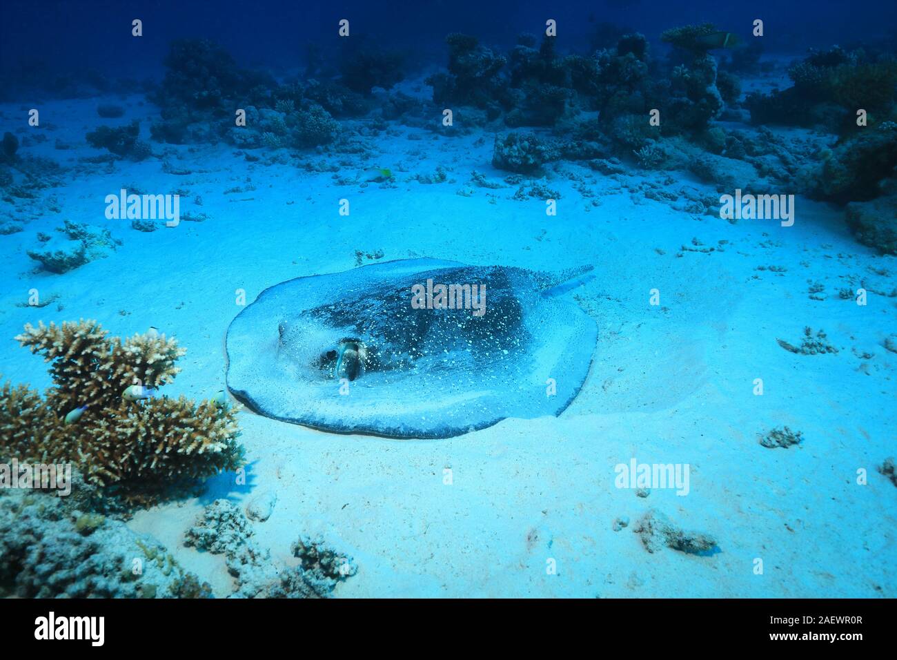 Porcupine ray (Urogymnus asperrimus) underwater in the tropical coral reef of the red sea Stock Photo