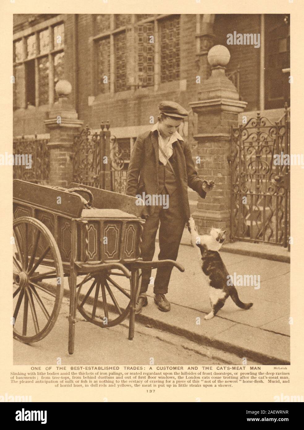 horse meat in cat food