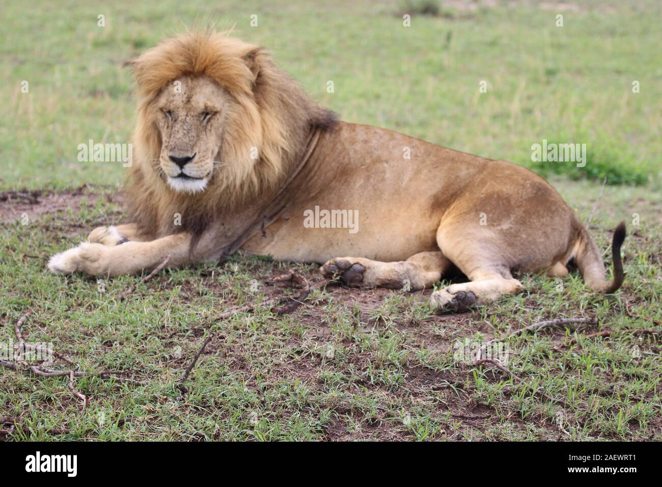 Male lion rest hi-res stock photography and images - Alamy