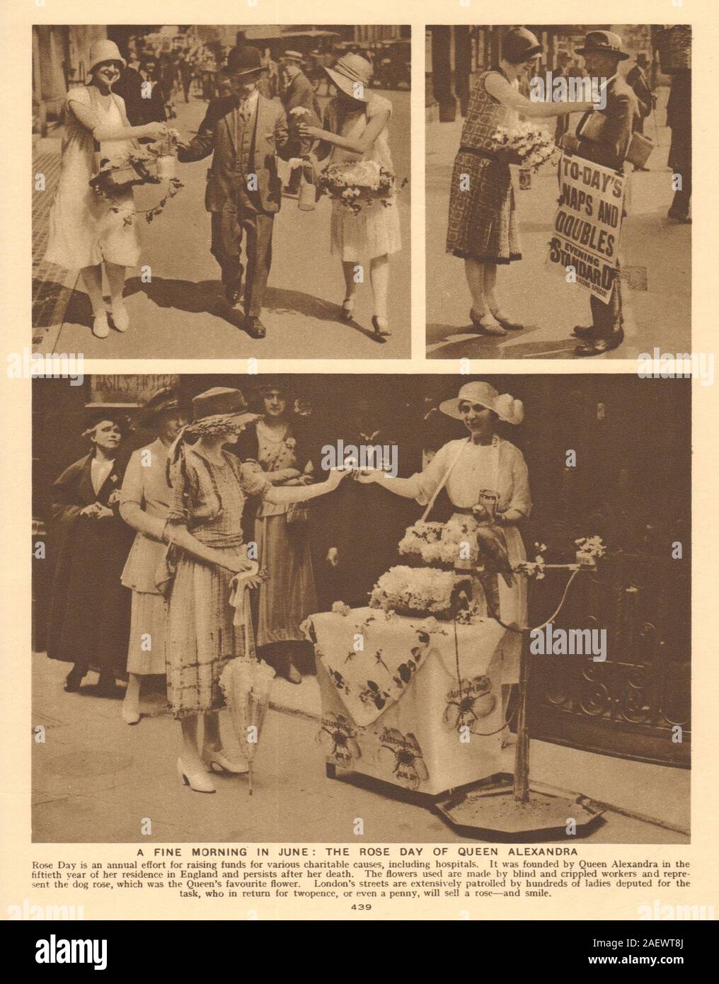 Queen Alexandra Rose Day in June. Consort of Edward VII 1926 old vintage print Stock Photo