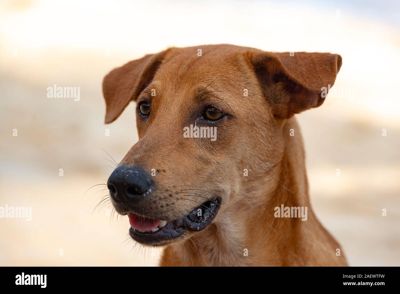 Old homeless brown dog portrait head closeup Stock Photo
