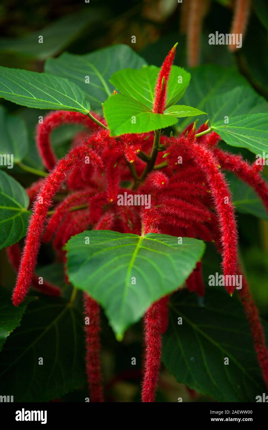 Bright green and red colors of Acalypha Stock Photo