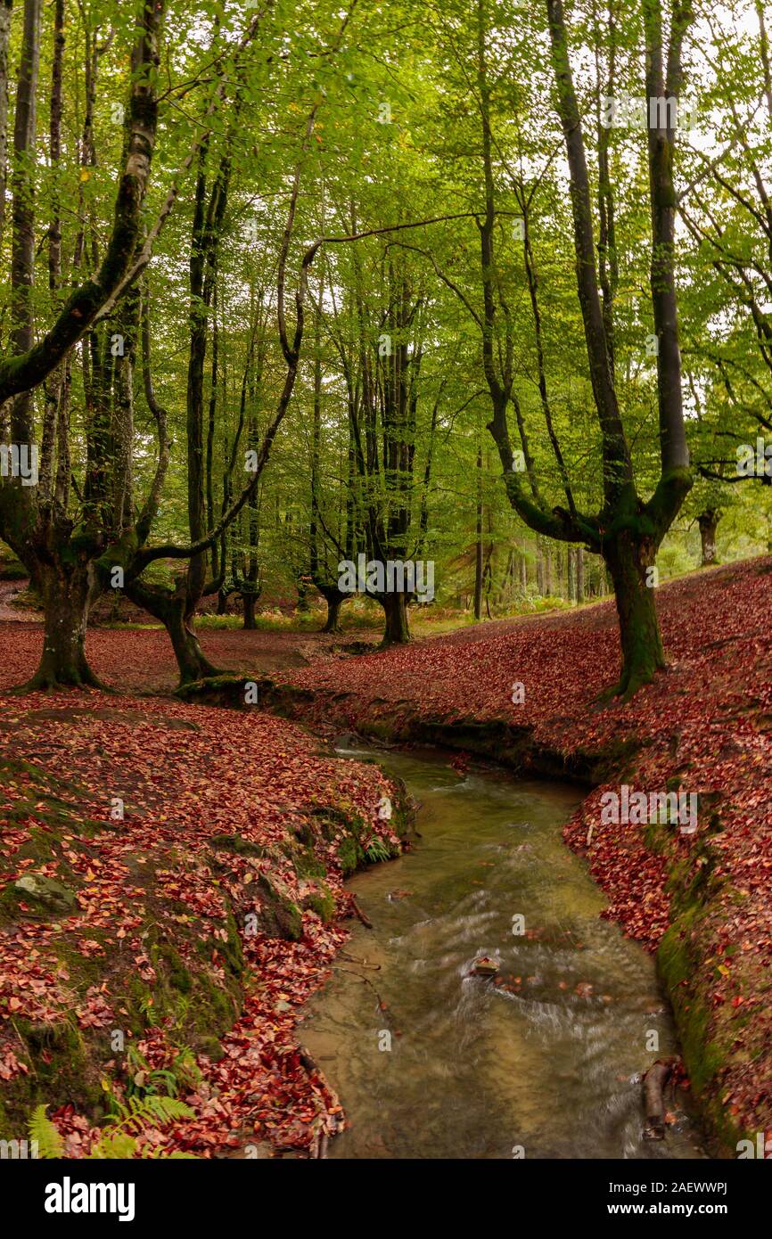 landscape in autumn in a forest Stock Photo