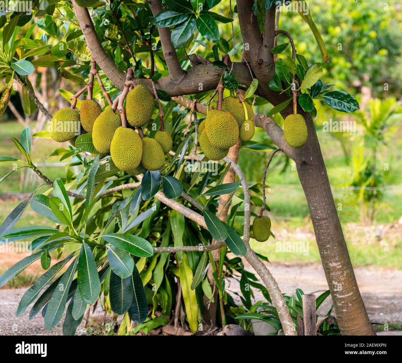 Juicy jackfruit hanging on tree Thailand. It is a seasonal time fruit. Stock Photo