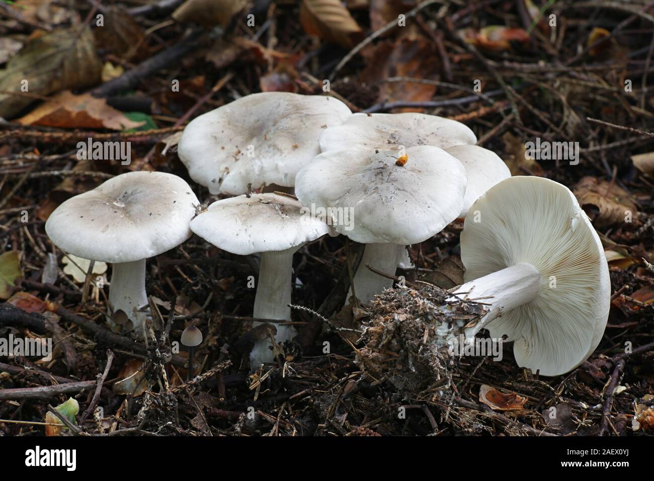 Clitocybe nebularis, known as the clouded agaric or cloud funnel, mushrooms from Finland Stock Photo