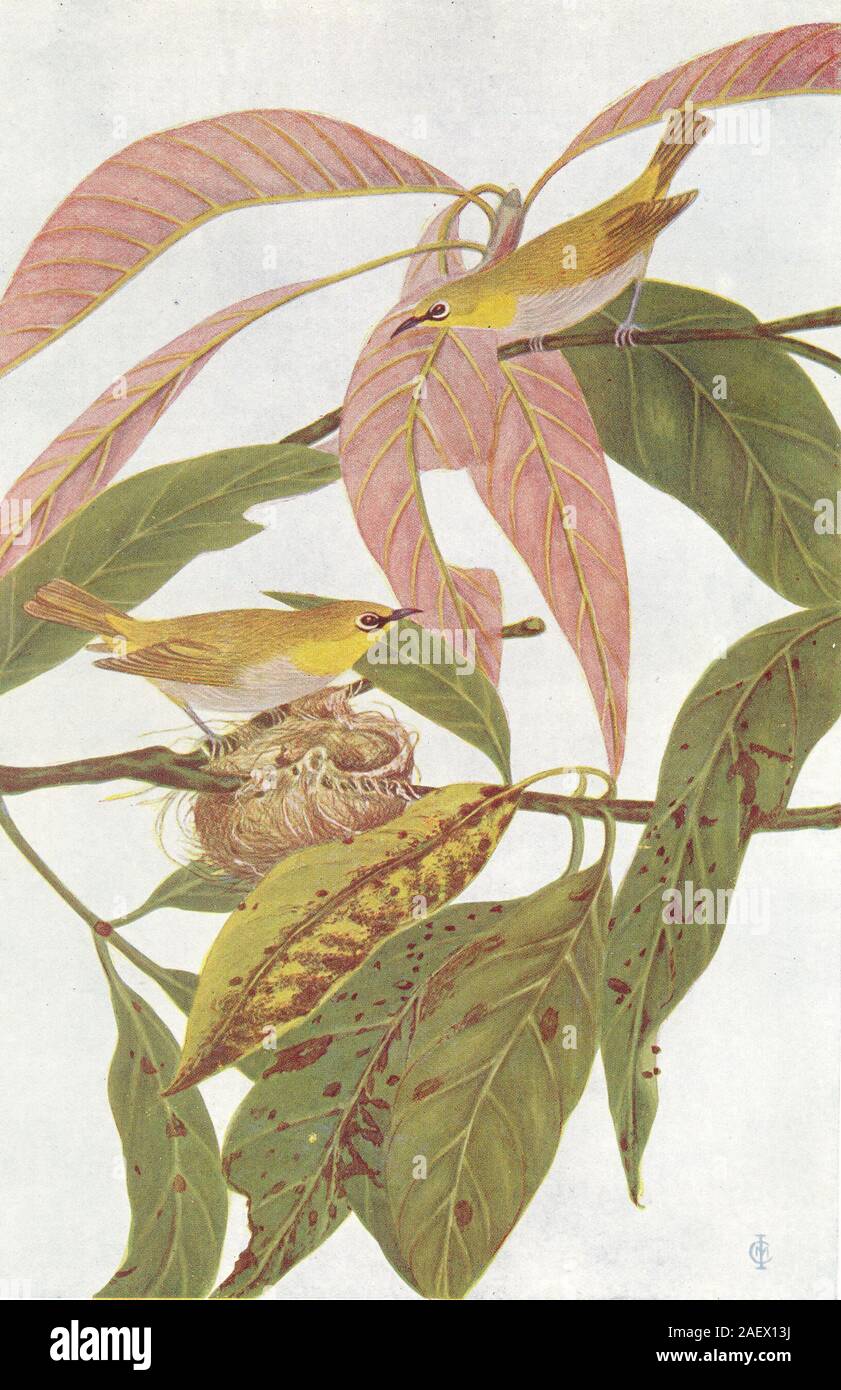 BIRDS OF INDIA. Indian White-eye (Zosterops palpebrosa) 1924 old vintage print Stock Photo