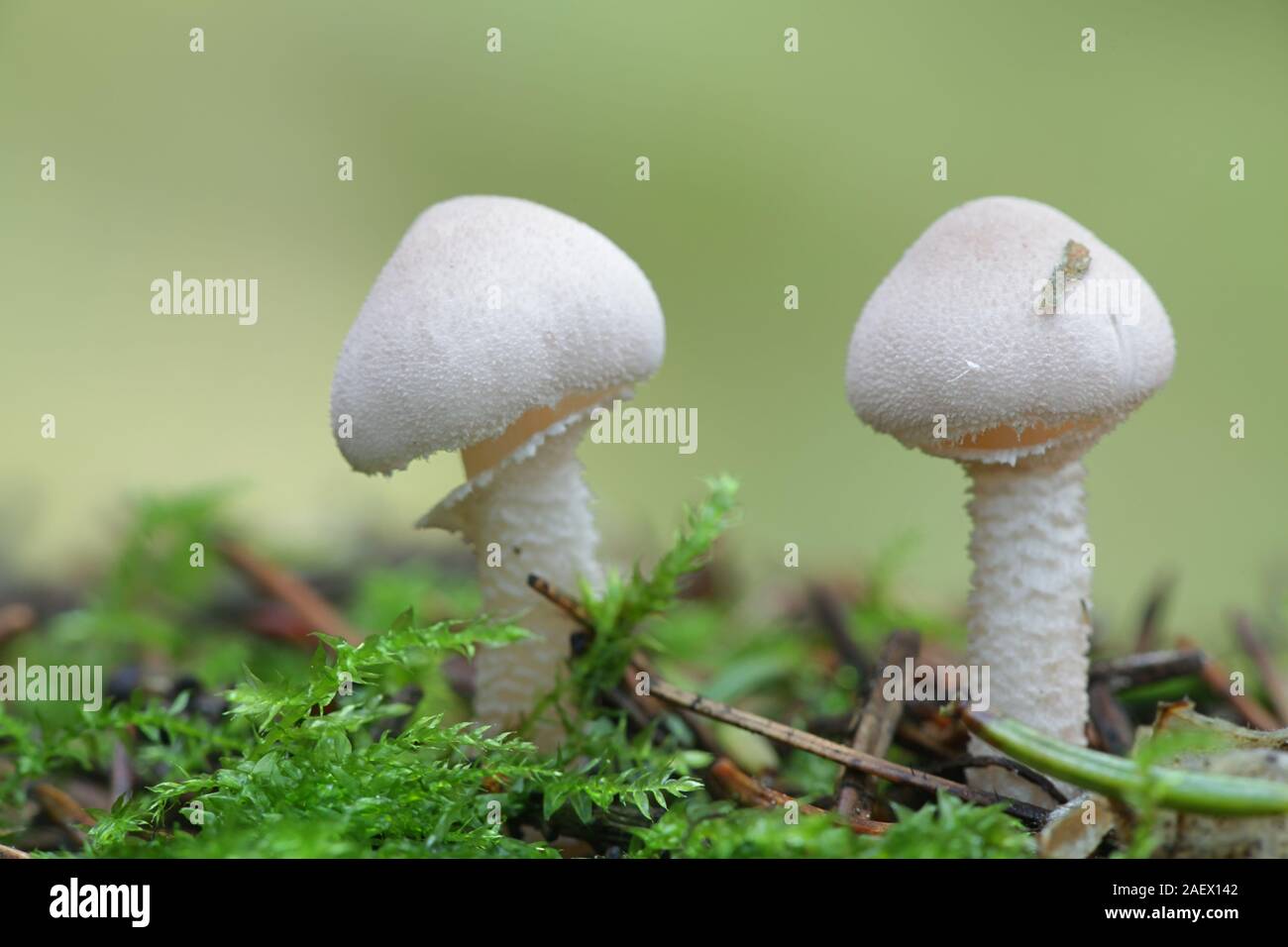 Cystoderma carcharias, known as Pearly Powdercap, mushrooms from Finland Stock Photo