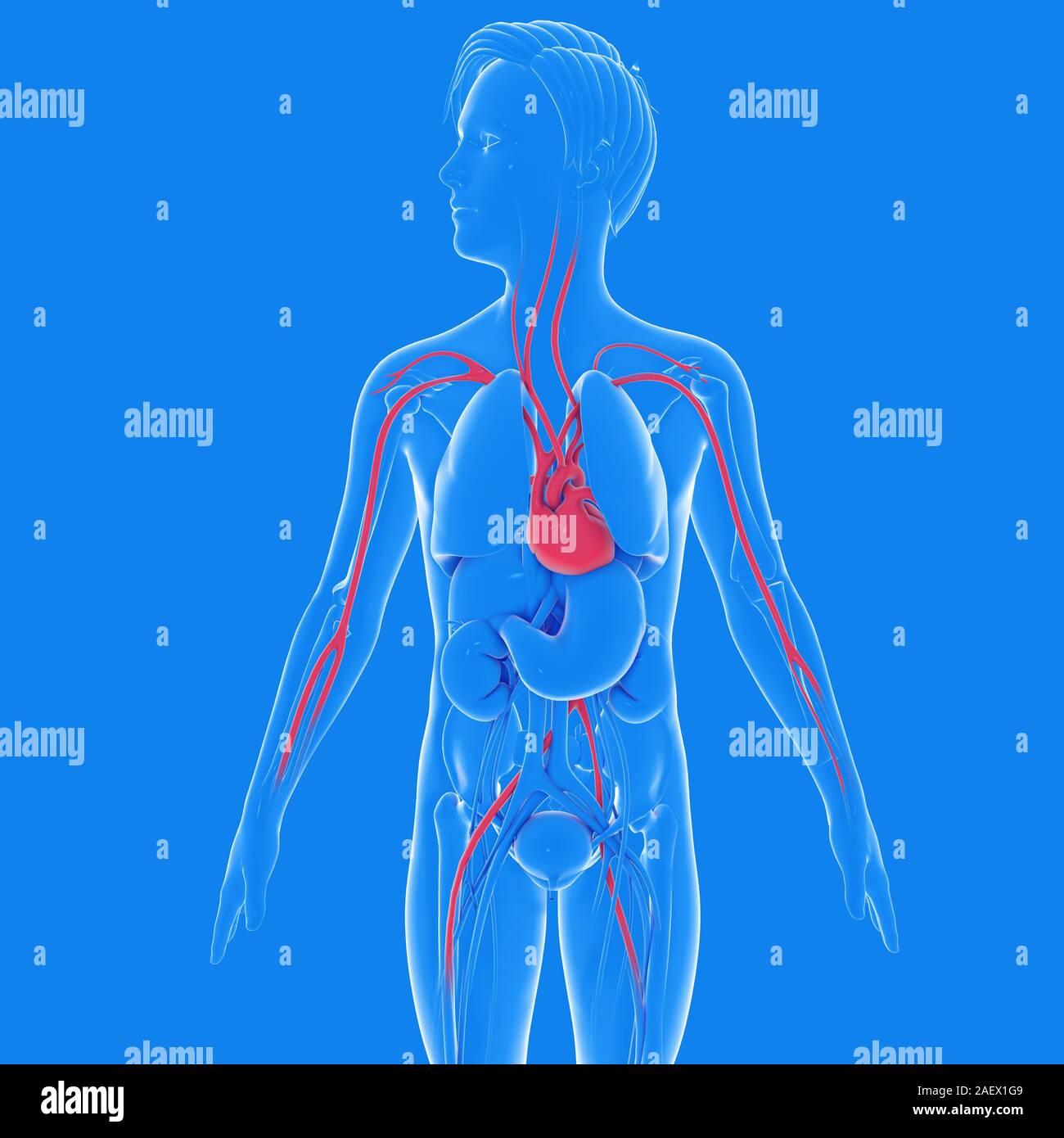 3d illustration of the interior of a man's anatomy, with graphic style. Showing internal organs. highlighting the heart and the circulatory system. Stock Photo