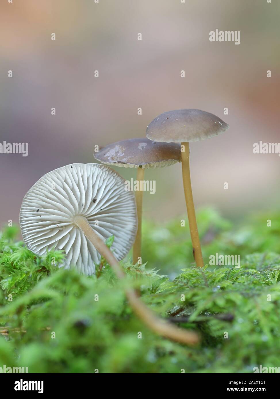 Strobilurus esculentus, known as sprucecone cap, edible mushroom from Finland Stock Photo