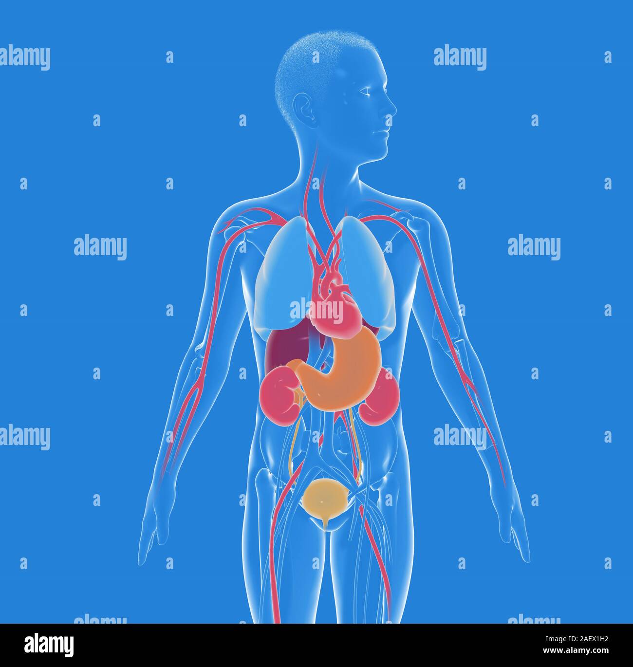 Transparent human body internal organs hi-res stock photography and images  - Alamy