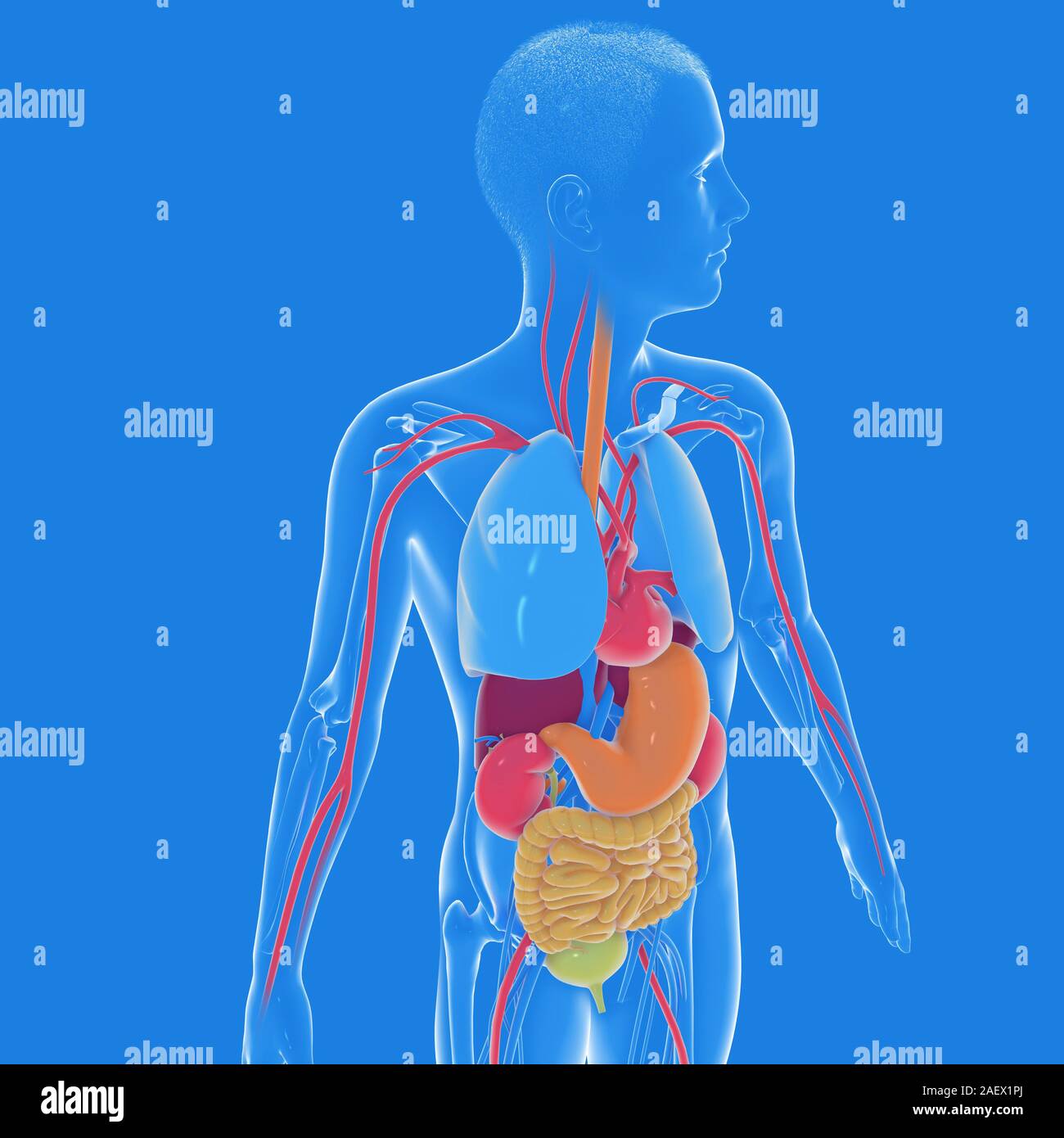 Posdata cooperar esculpir 3d illustration of the interior of the human body anatomy, transparent.  Side view. Showing internal organs with bright colors Stock Photo - Alamy