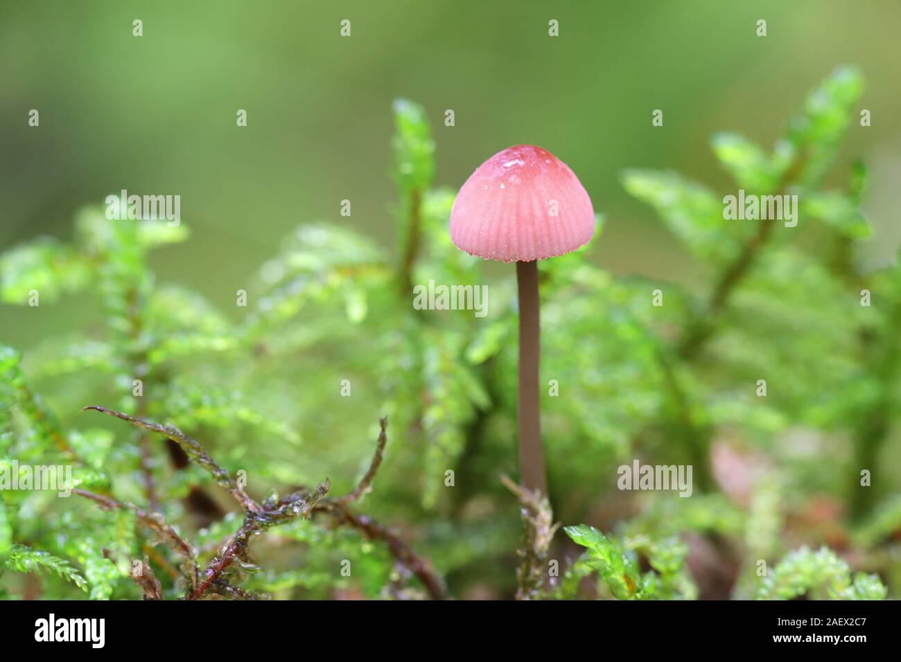 Mycena rosella, known as the pink bonnet, mushrooms from Finland Stock Photo