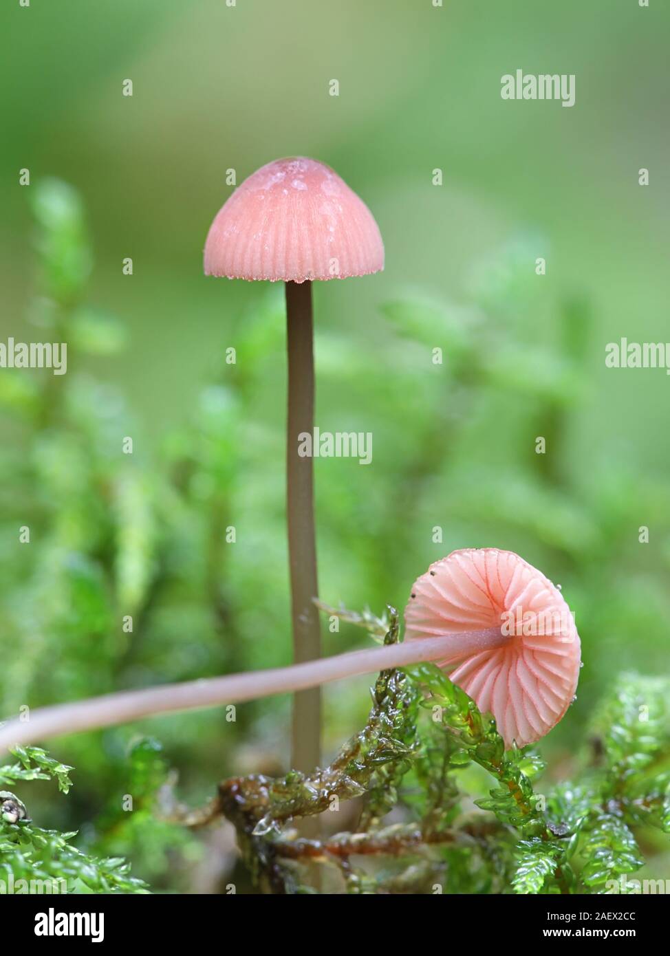 Mycena rosella, known as the pink bonnet, wild mushroom from Finland Stock Photo