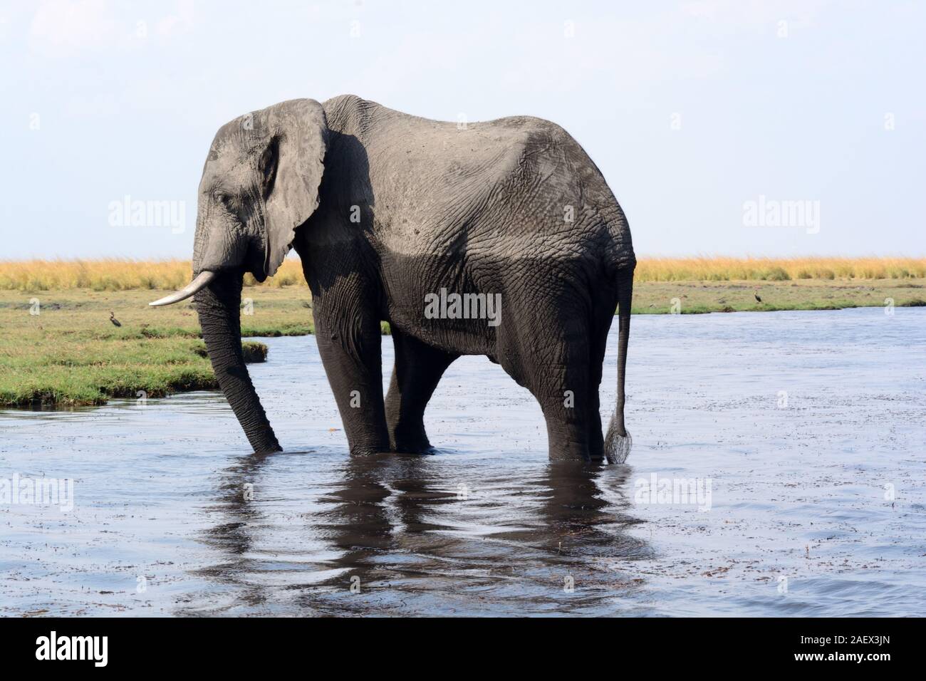 African elephants drinking in the Okavango River Okavango Delta Chobe national park Wildlife Reserve Botswana Africa Stock Photo