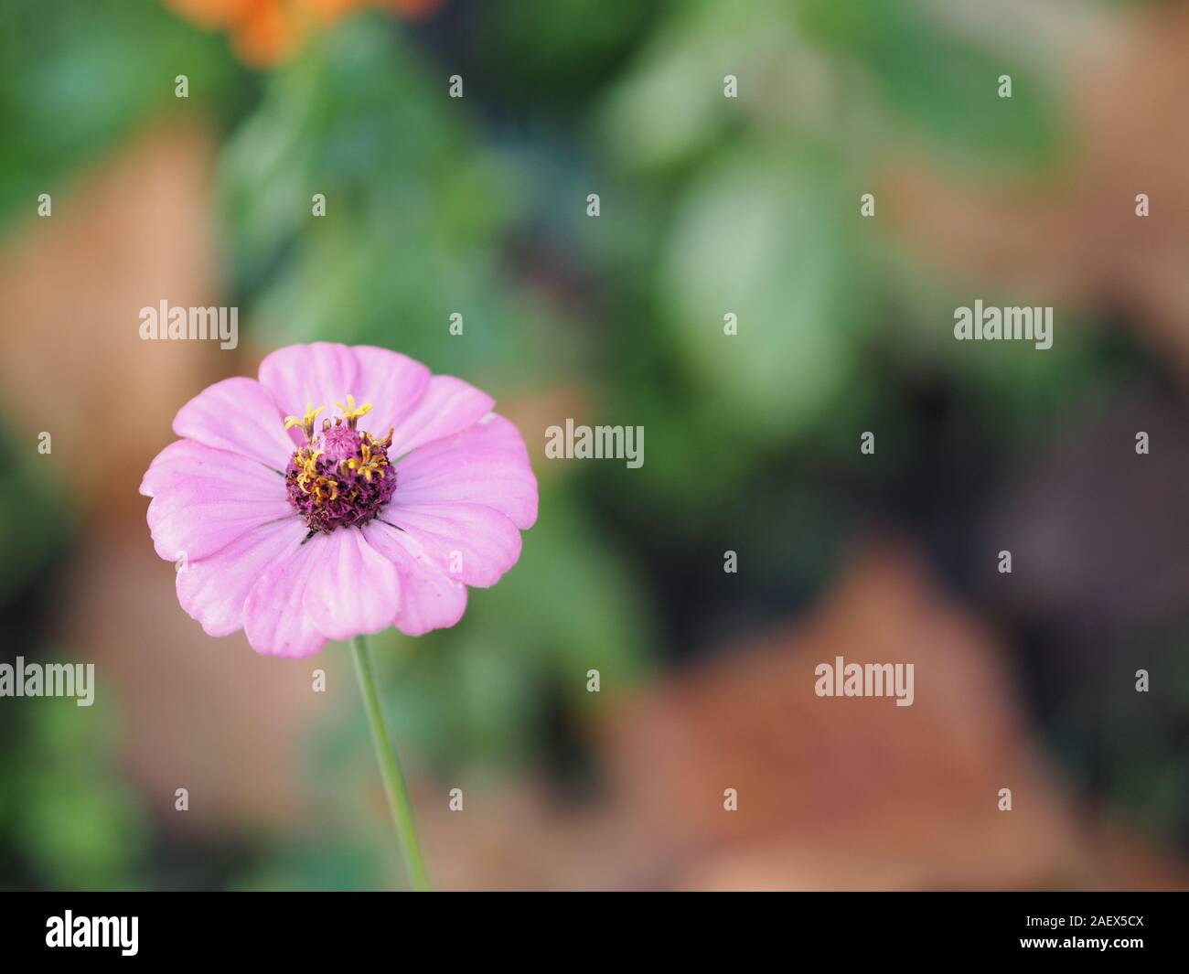 pink Gerbera , Barberton daisy flower on burred of nature background space for copy write Stock Photo