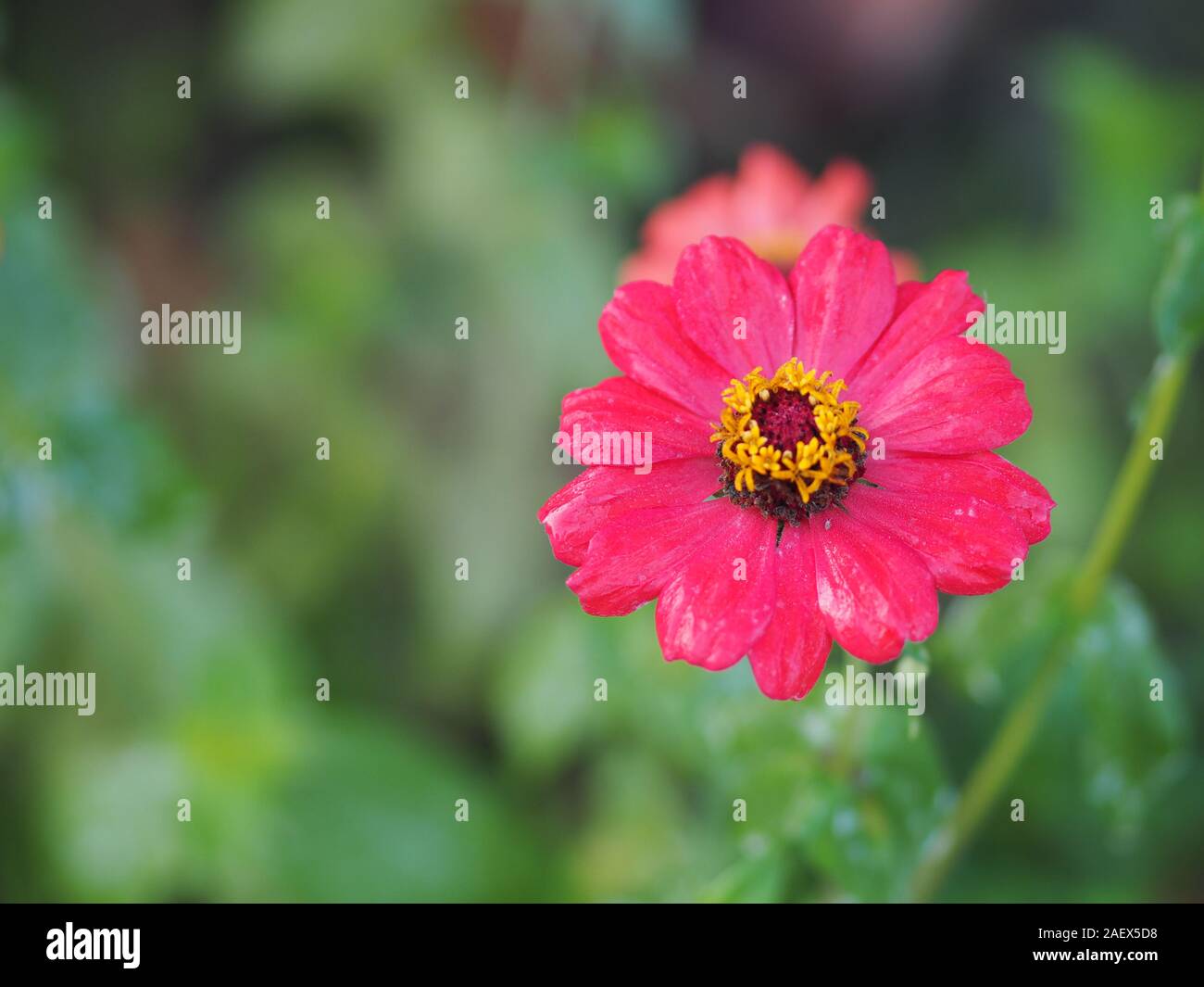 red Gerbera , Barberton daisy flower on burred of nature background space for copy write Stock Photo