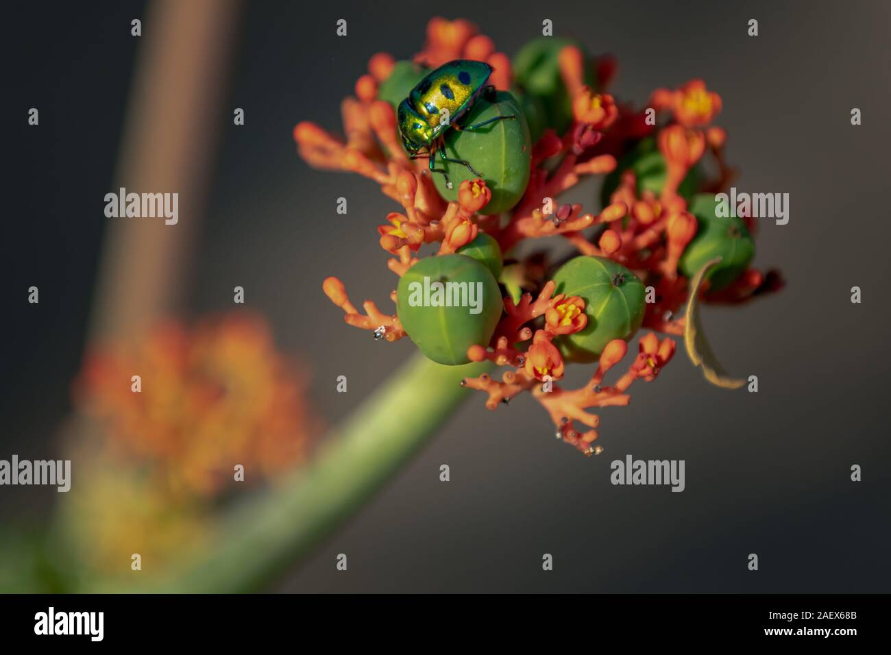 A wild colourful bug sitting on buds and flowers in the garden  Stock Photo