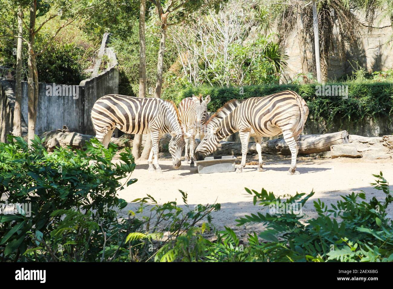 Zebras eating food in a zoo Stock Photo Alamy