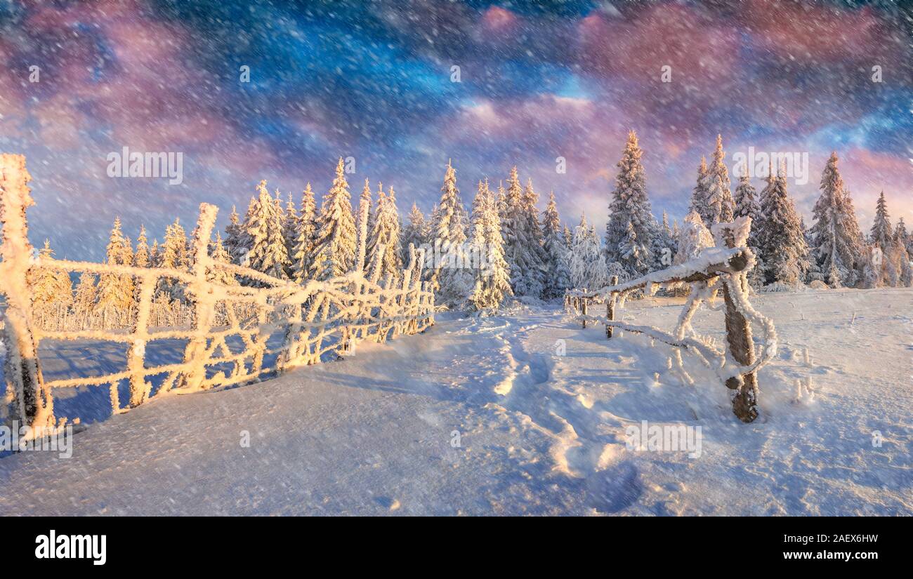 Forest during snowfall tree hi-res stock photography and images - Alamy