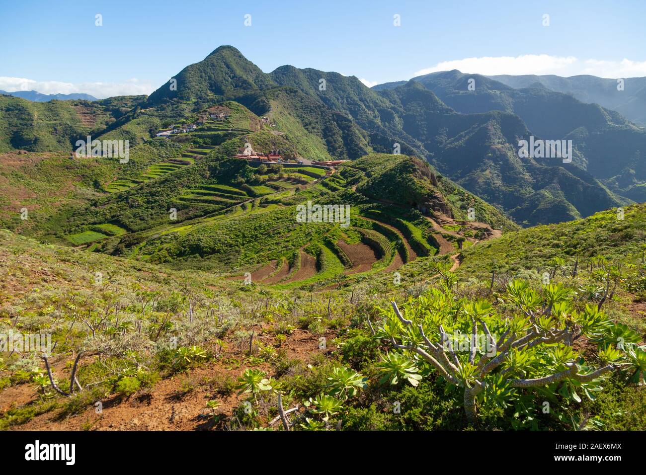 Terraced fields near the village of Chinamada in the Anaga mountains, Tenerife Stock Photo