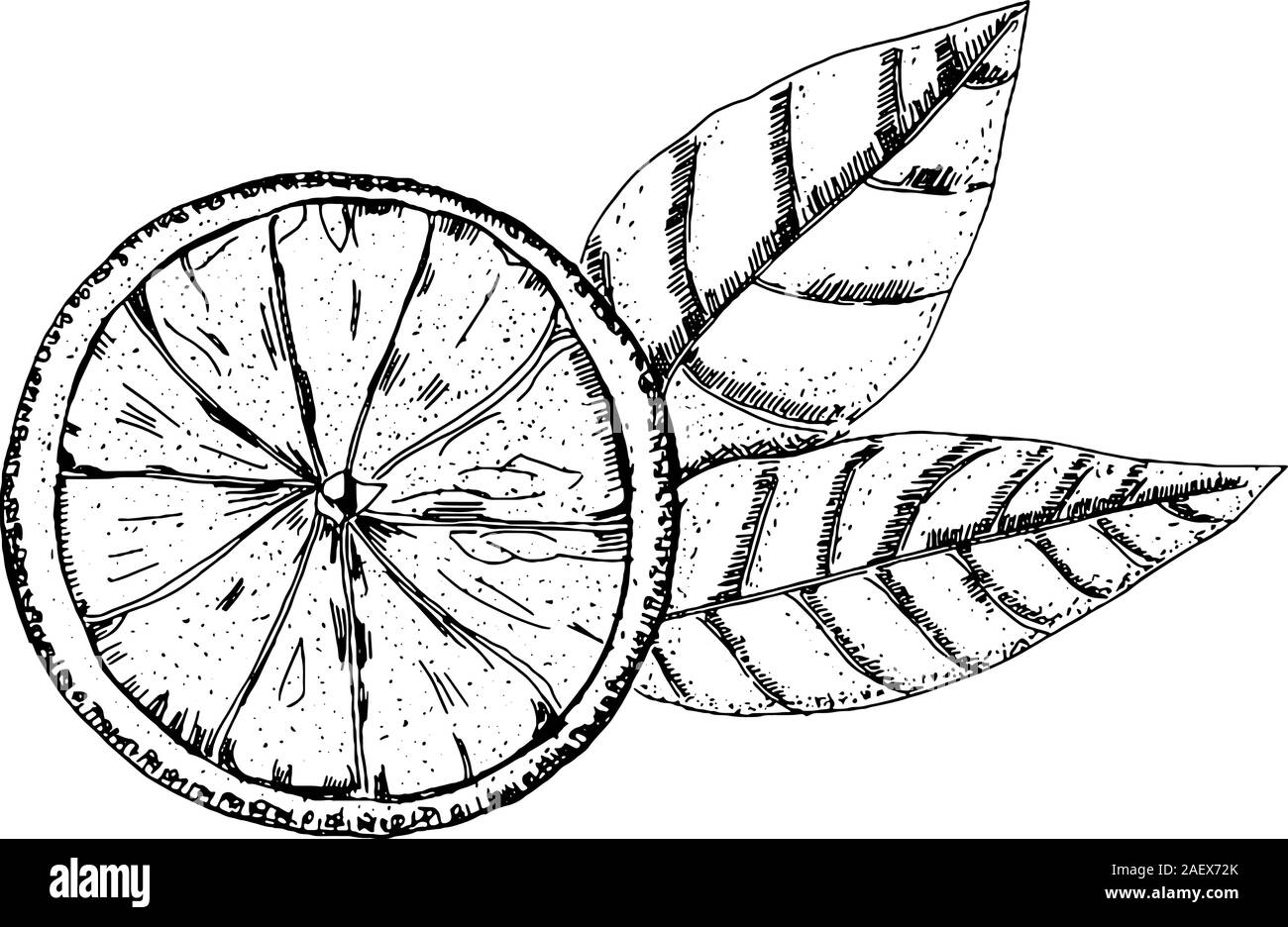 Vector orange drawing in pen and ink on a white background, a hand