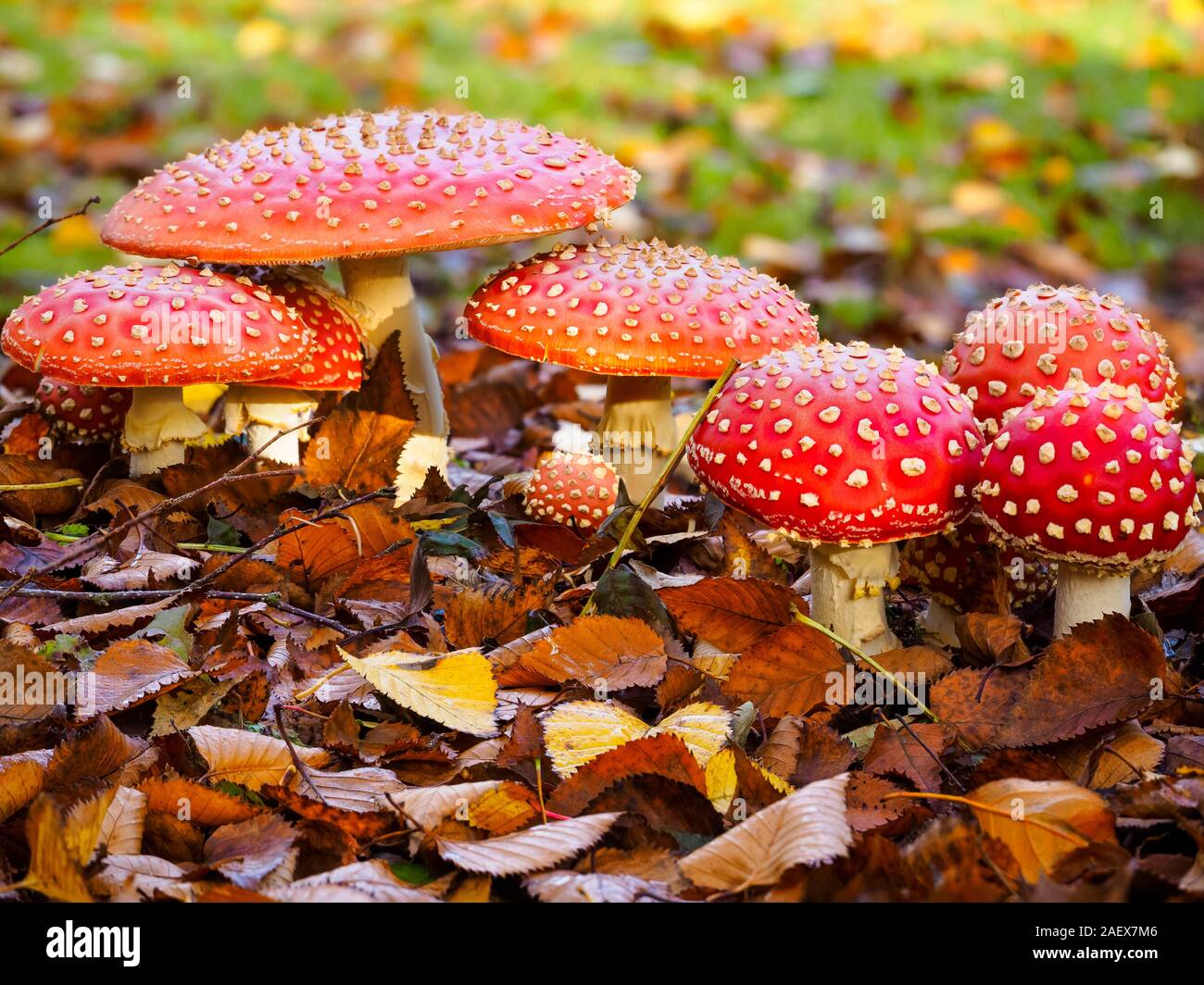 White spotted red caps of the Autumn appearing fly agaric mushroom, Amanita muscaria Stock Photo