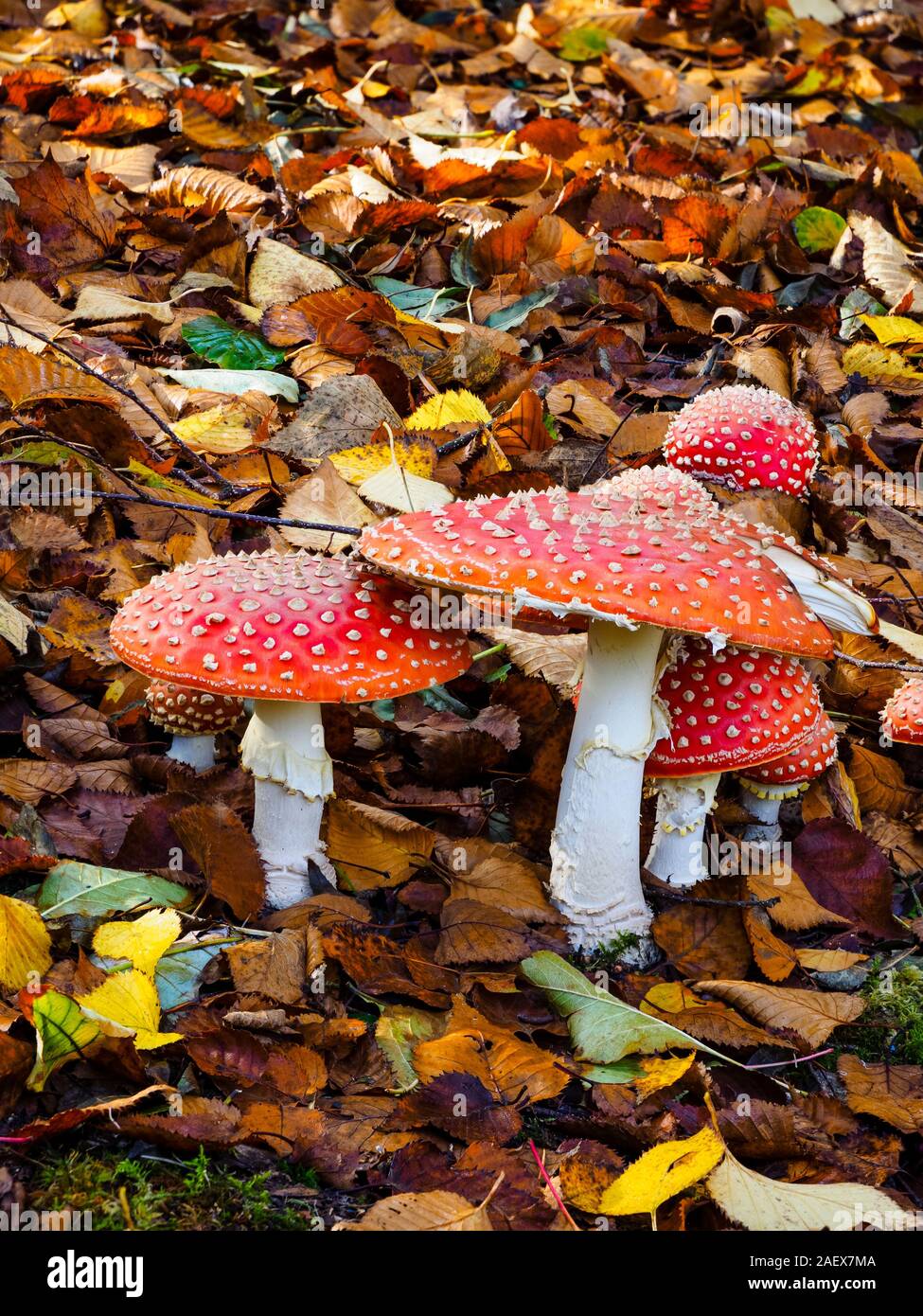 White spotted red caps of the Autumn appearing fly agaric mushroom, Amanita muscaria Stock Photo