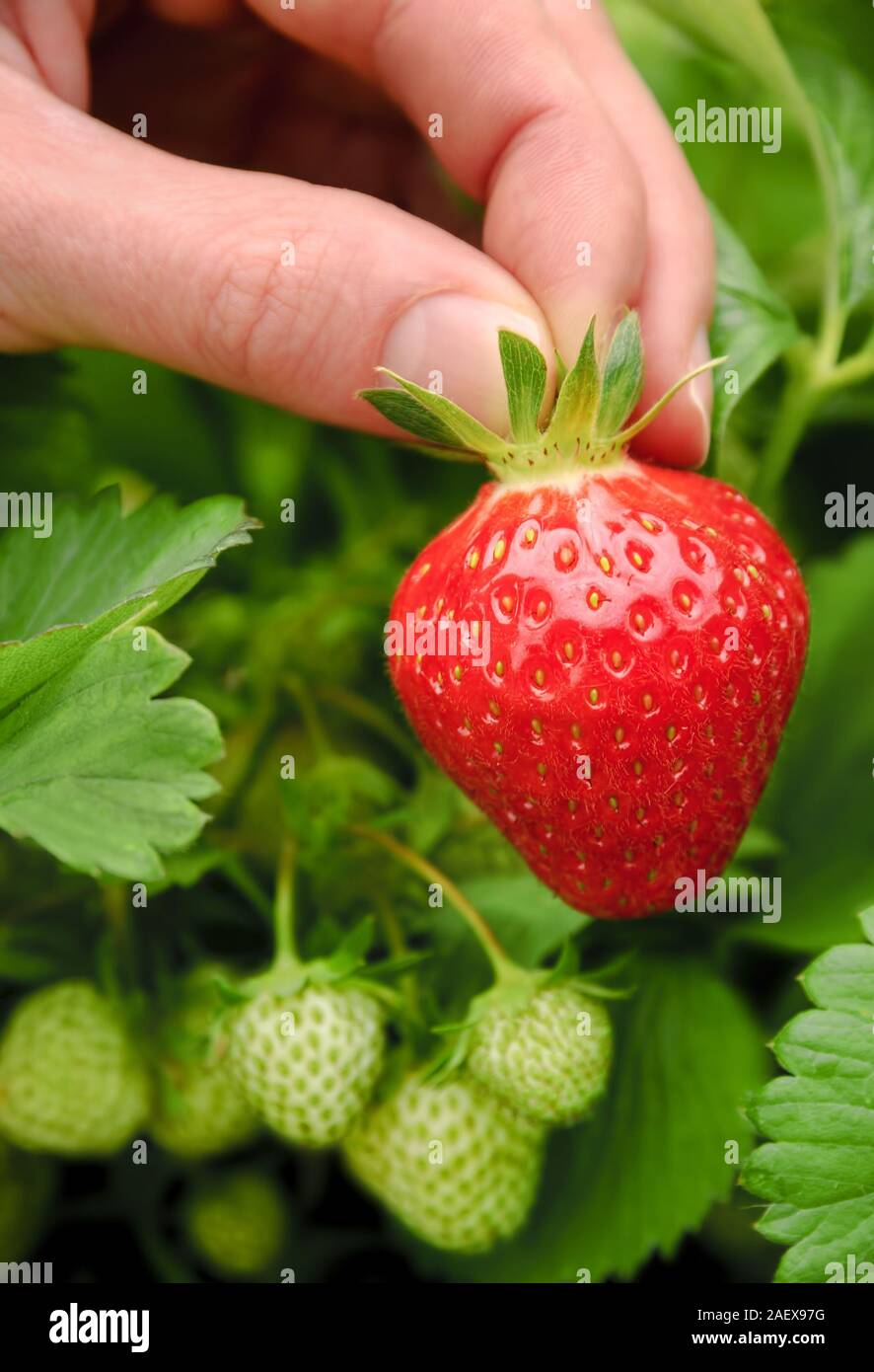 Perfect fresh strawberry being plucked, with green leaves in the background Stock Photo
