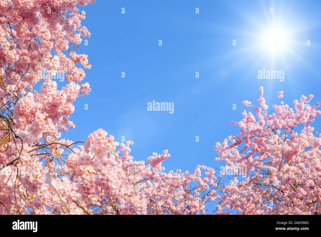 Cherry trees blossom sunrays hi-res stock photography and images - Alamy