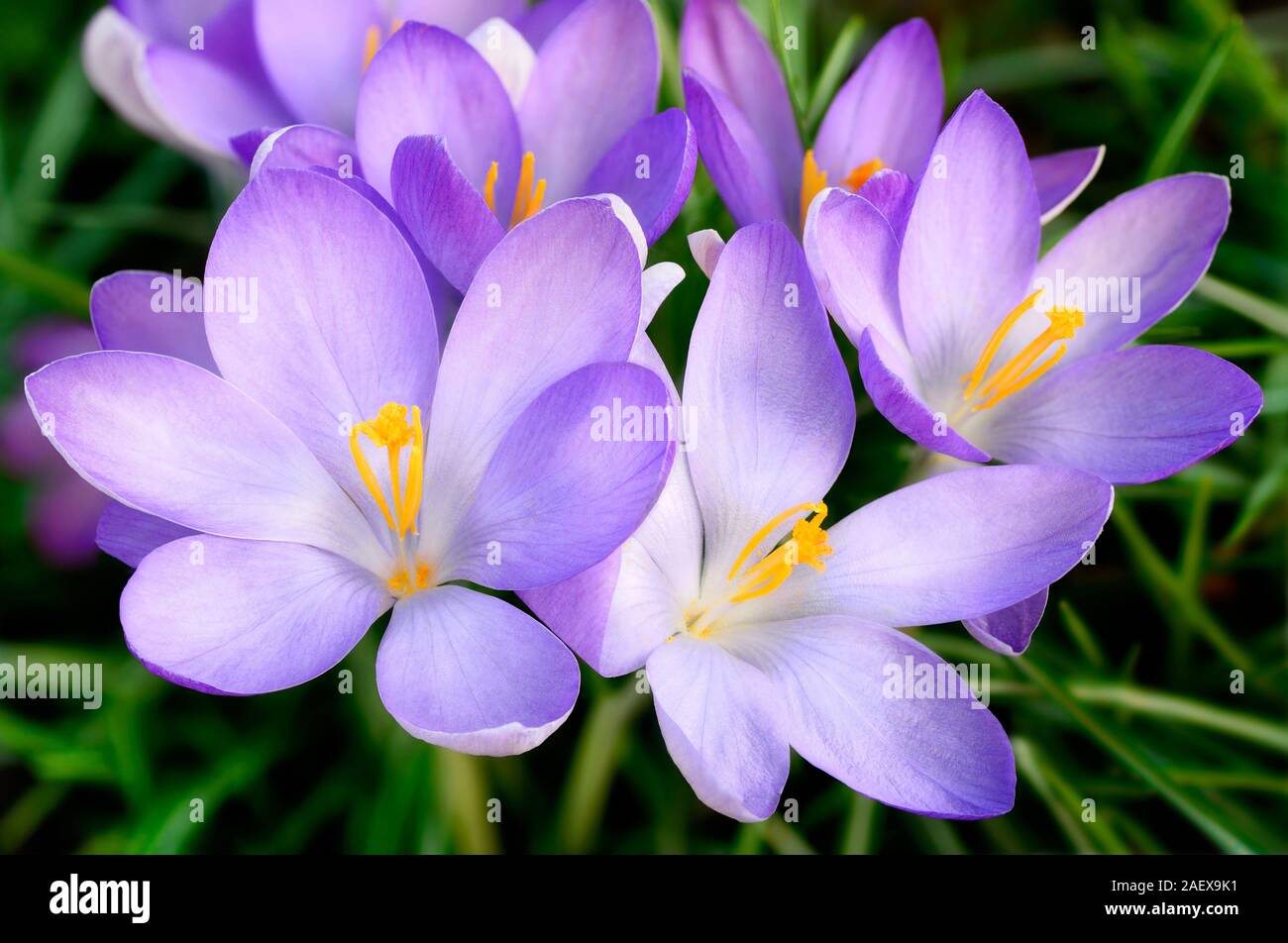 Garden grass purple flowers hi-res stock photography and images - Alamy