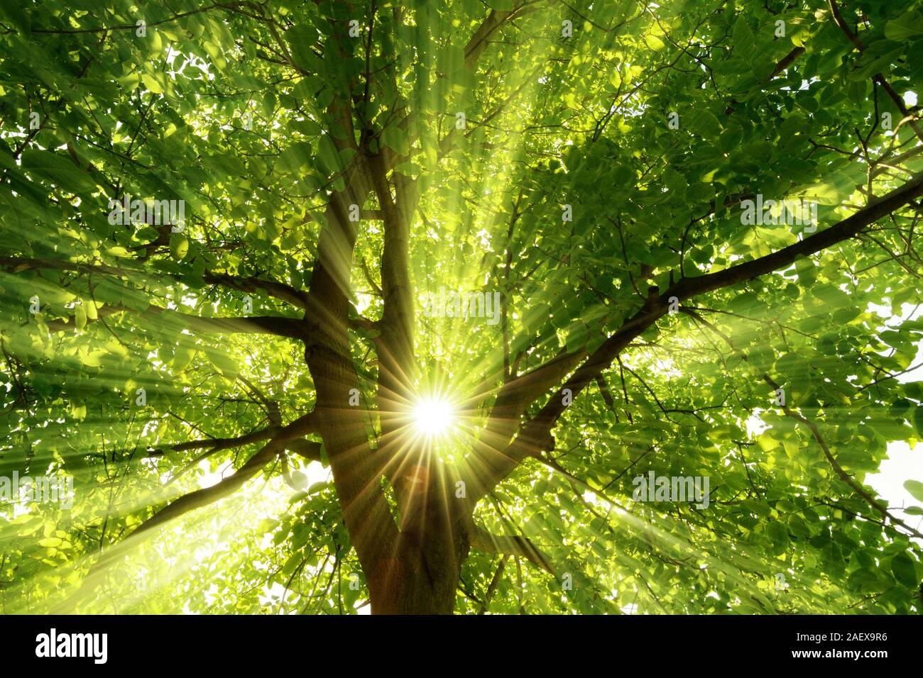 The warm morning sun dramatically casting intense rays through a large tree Stock Photo