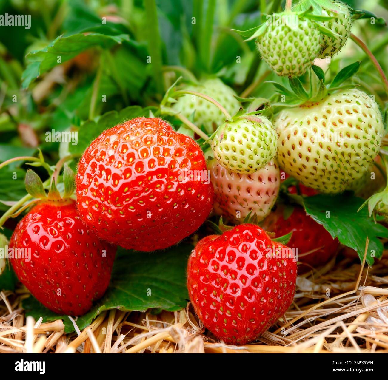 Ripe and unripe strawberries growing on the ground Stock Photo - Alamy
