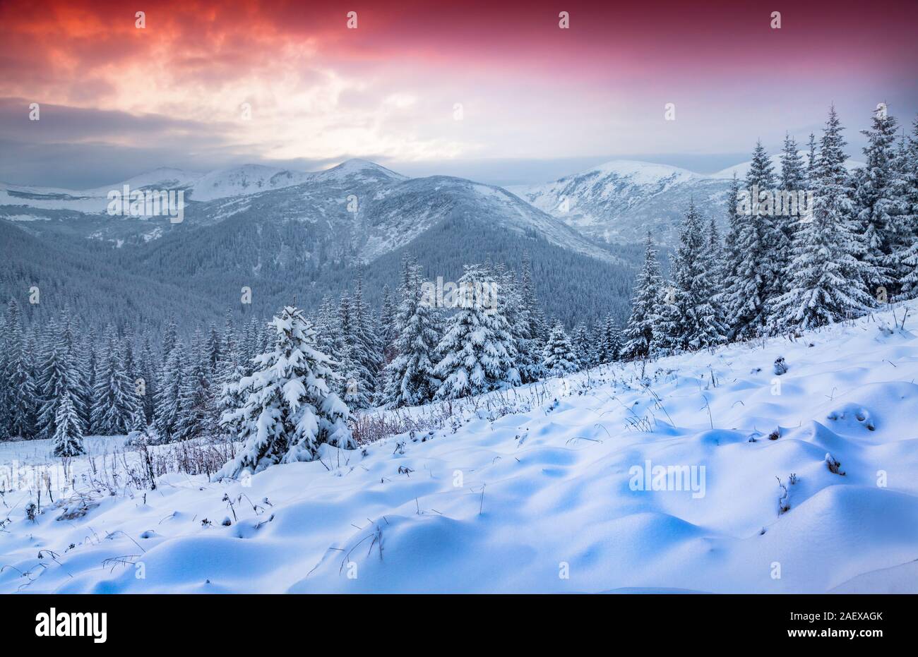 Beautiful winter sunrise in the Carpathian mountains. Marishanka ridge, Ukraine, Europe. Stock Photo