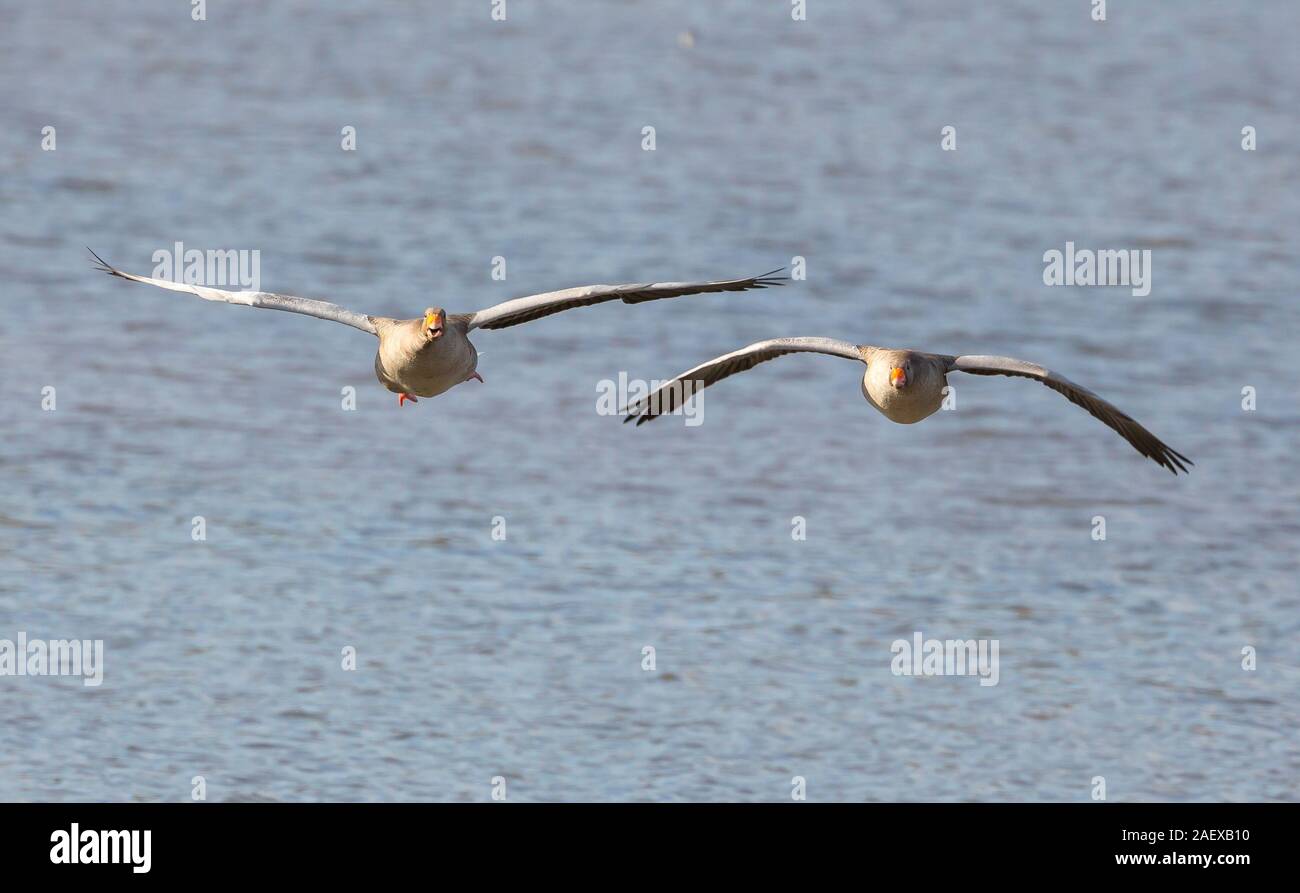 Pair of wild oncoming UK greylag geese (Anser anser) isolated in flight over water. Flying UK geese, side by side, wings spread, coming in for landing. Stock Photo