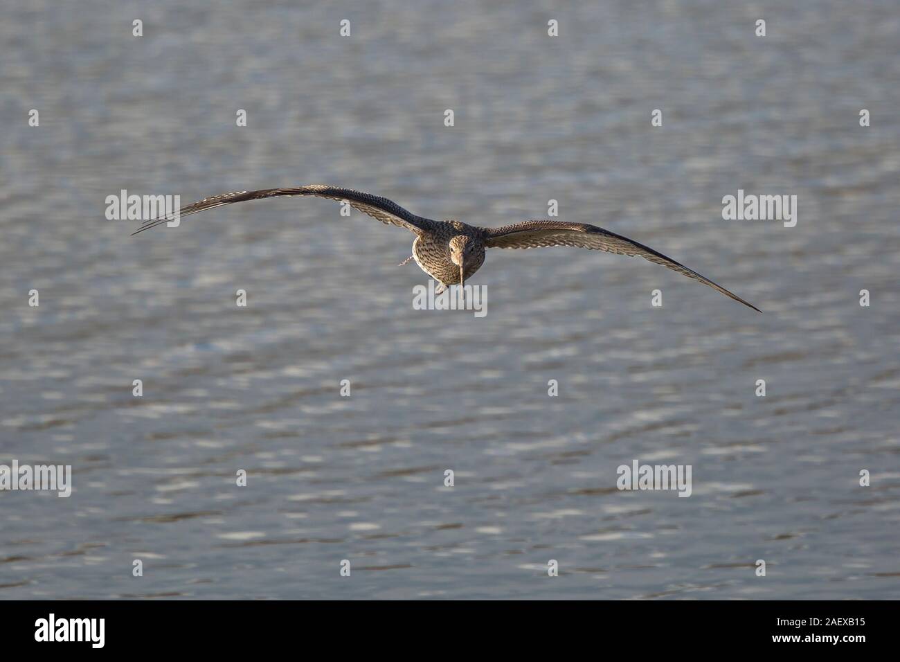 Front view close up of wild Eurasian curlew (Numenius arquata) isolated outdoors, in head-on, midair flight over water. Flying UK curlew bird, winter. Stock Photo