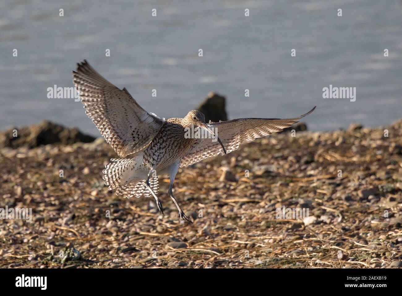 Wild Eurasian curlew bird (Numenius arquata) with open wings, landing isolated outdoors by lake at UK wetland reserve. Stock Photo