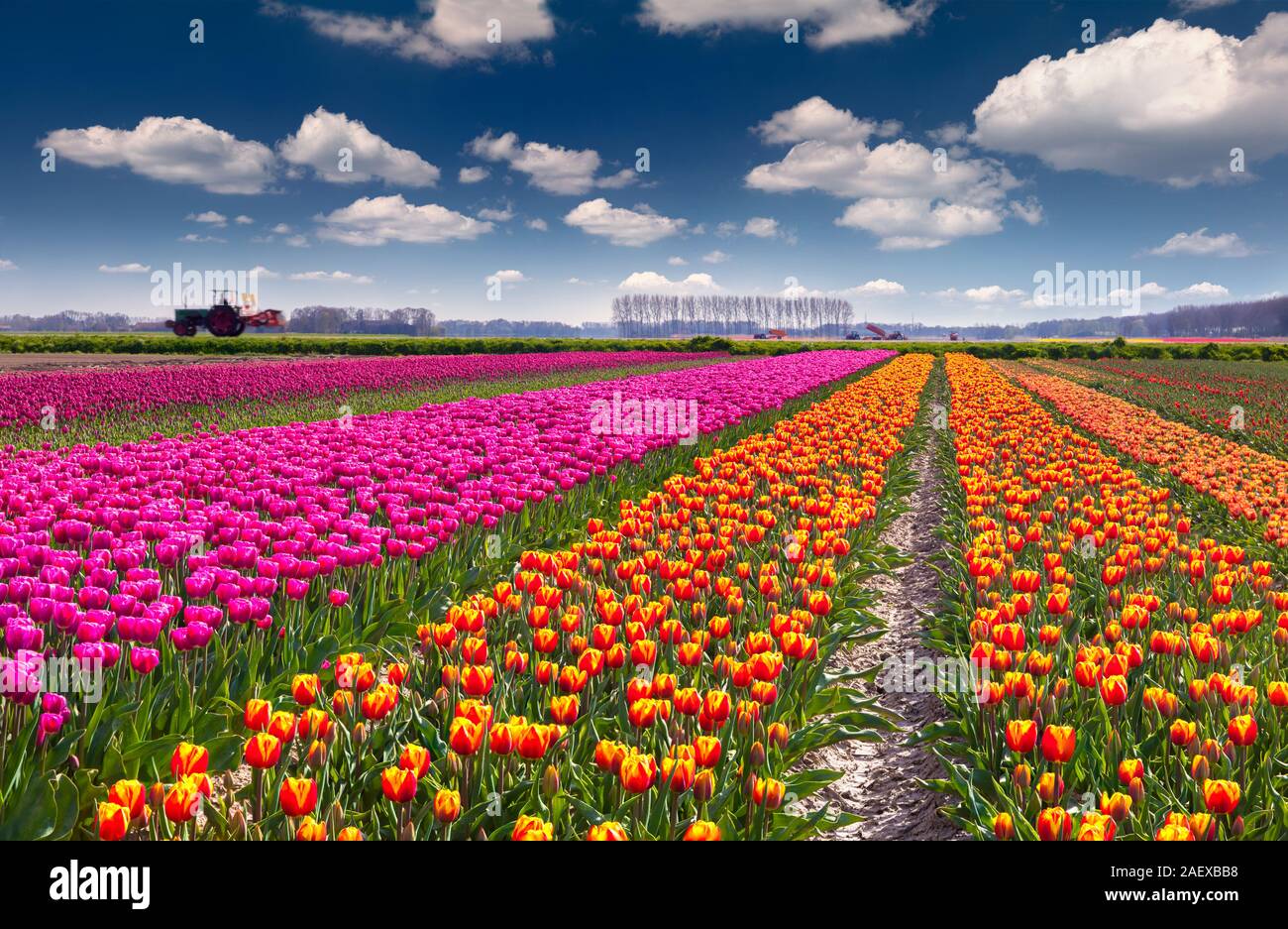 Tulip Fields in Europe - Beautiful Photos of Tulip Fields