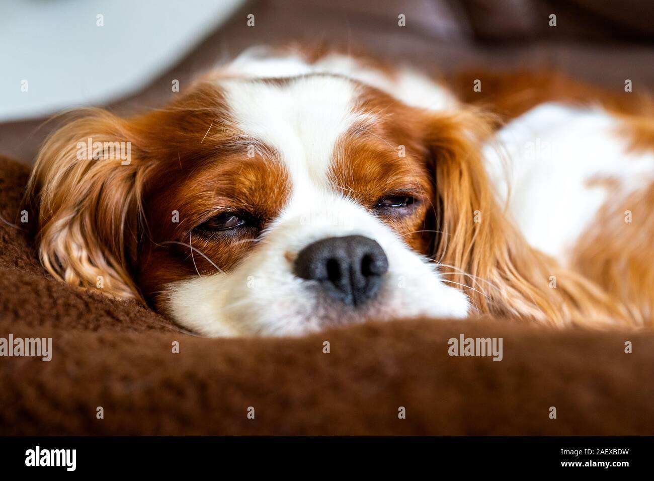 Cute Cavalier King Charles Spaniel On A Couch Stock Photo Alamy Cute Cavalier King Charles Spaniel On A Couch Stock Photo Alamy