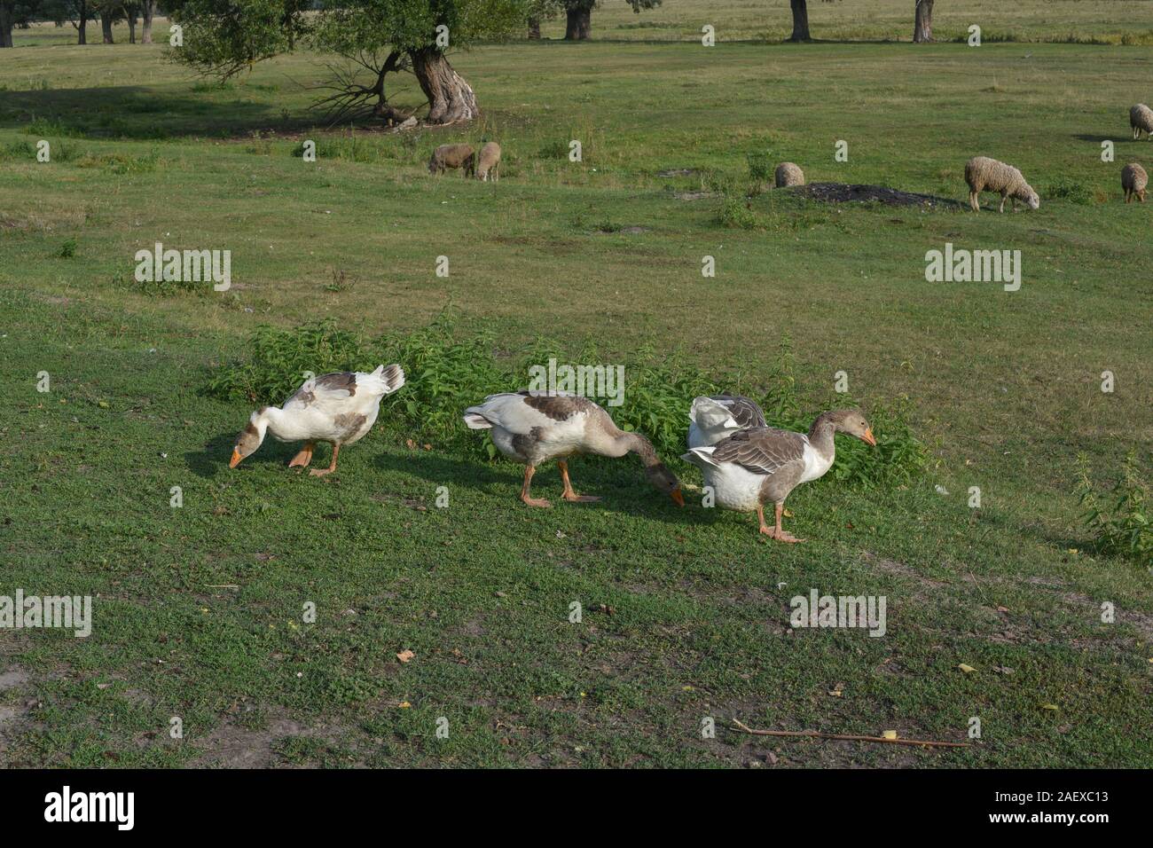 Geese graze on grass in a village or on a ranch. Flock of domestic ...
