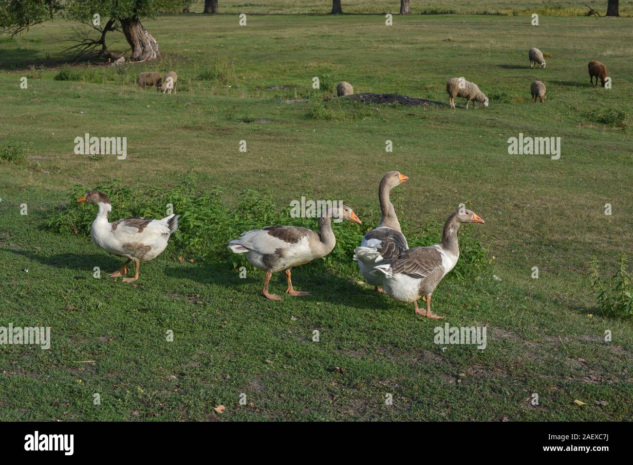 Geese graze on grass in a village or on a ranch. Flock of domestic ...