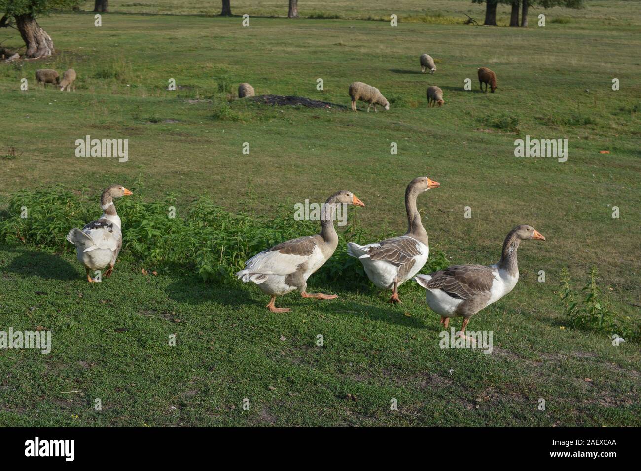 Geese graze on grass in a village or on a ranch. Flock of domestic ...