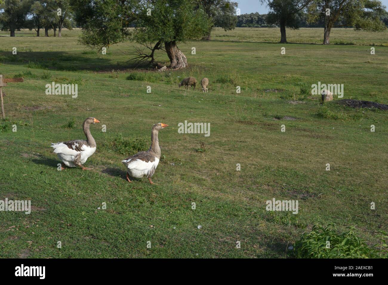 Geese graze on grass in a village or on a ranch. Flock of domestic ...
