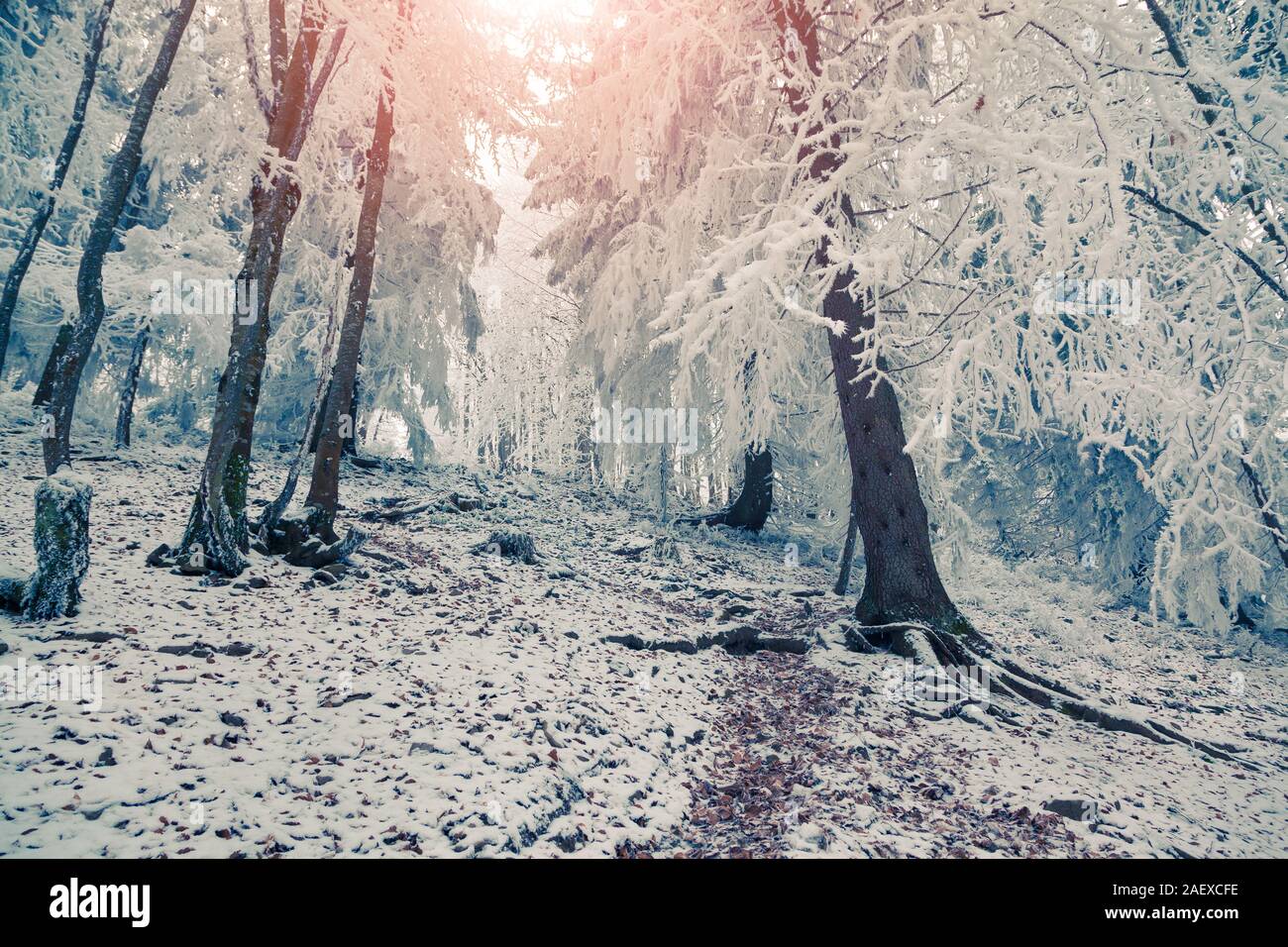 Colorful winter sunrise in the mountain forest. Retro style. Stock Photo