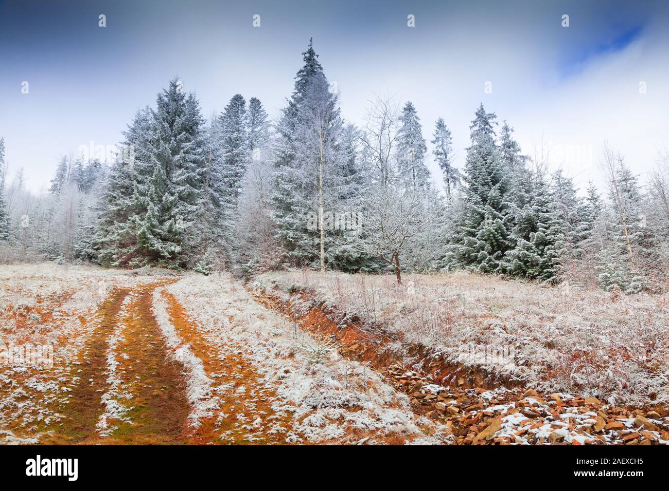 Colorful winter morning in the mountain forest. First snow in December. Stock Photo