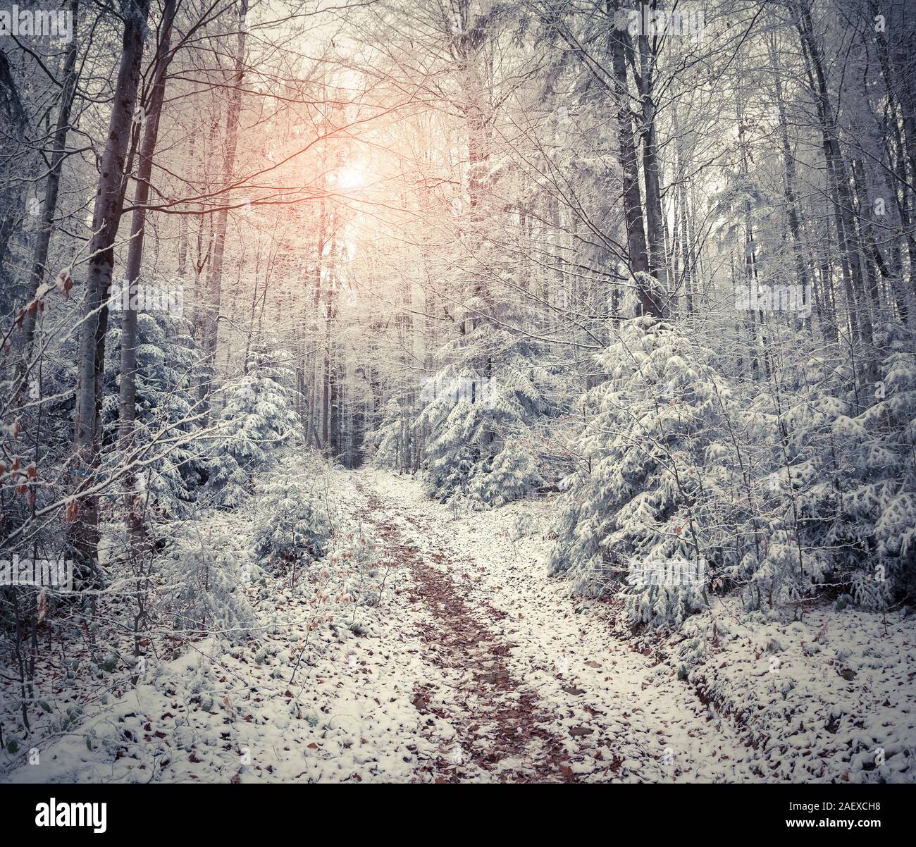 Beautiful winter sunrise in the mountain forest. Retro style. Stock Photo