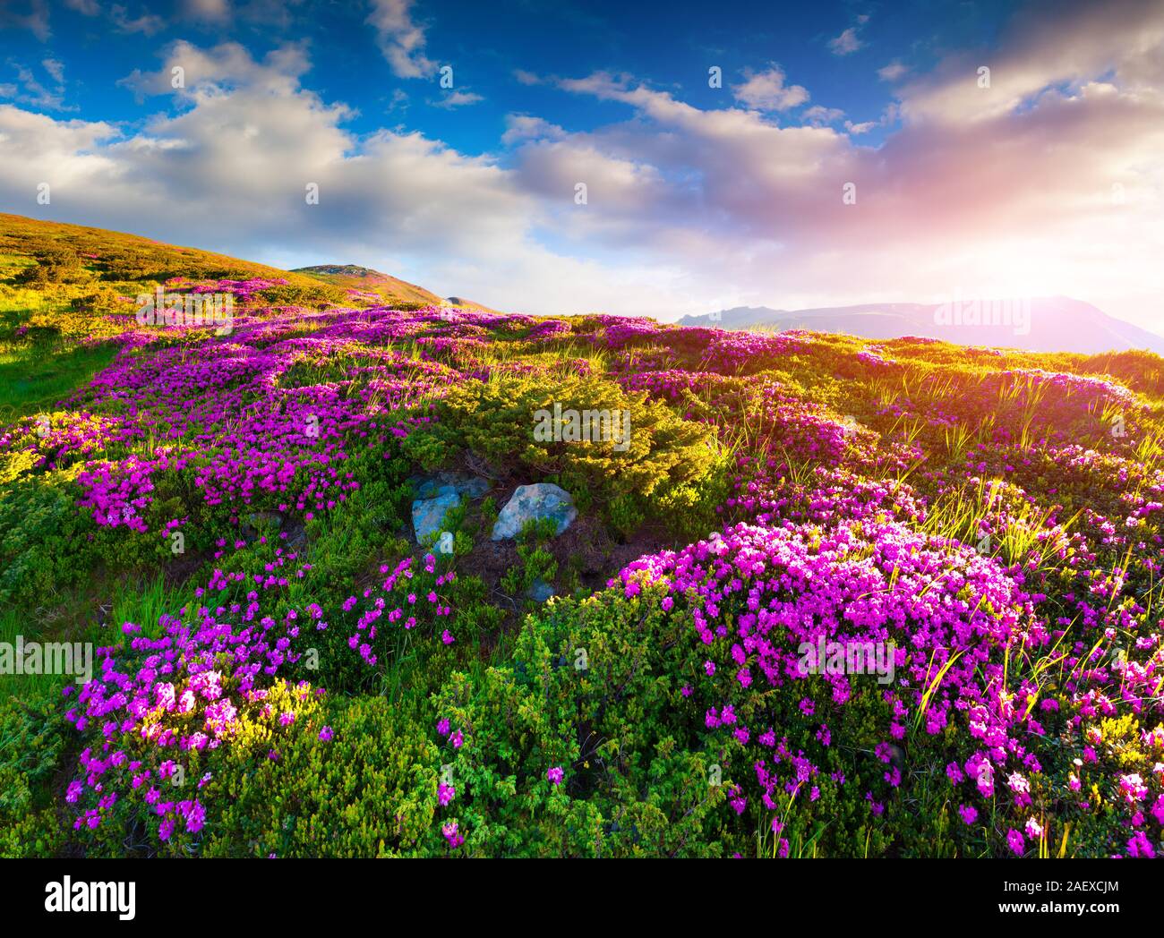 Magic pink rhododendron flowers in the morning mist in the mountains Stock Photo