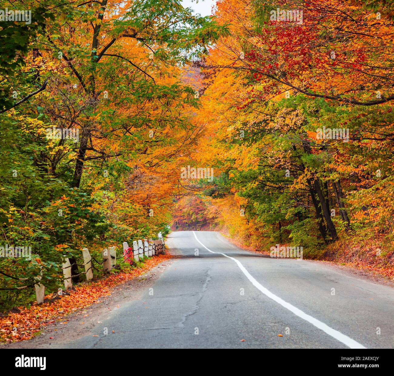 Asphalt road among the autumn forest road Stock Photo
