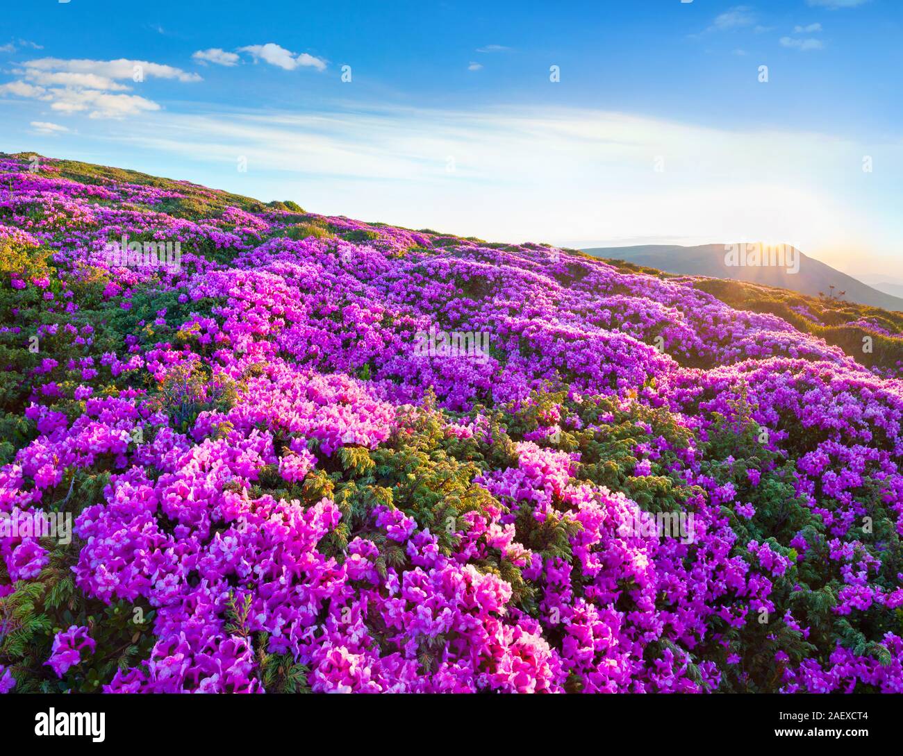 Blossom carpet of pink rhododendron flowers in the Carpathian mountains at sunny summer morning Stock Photo