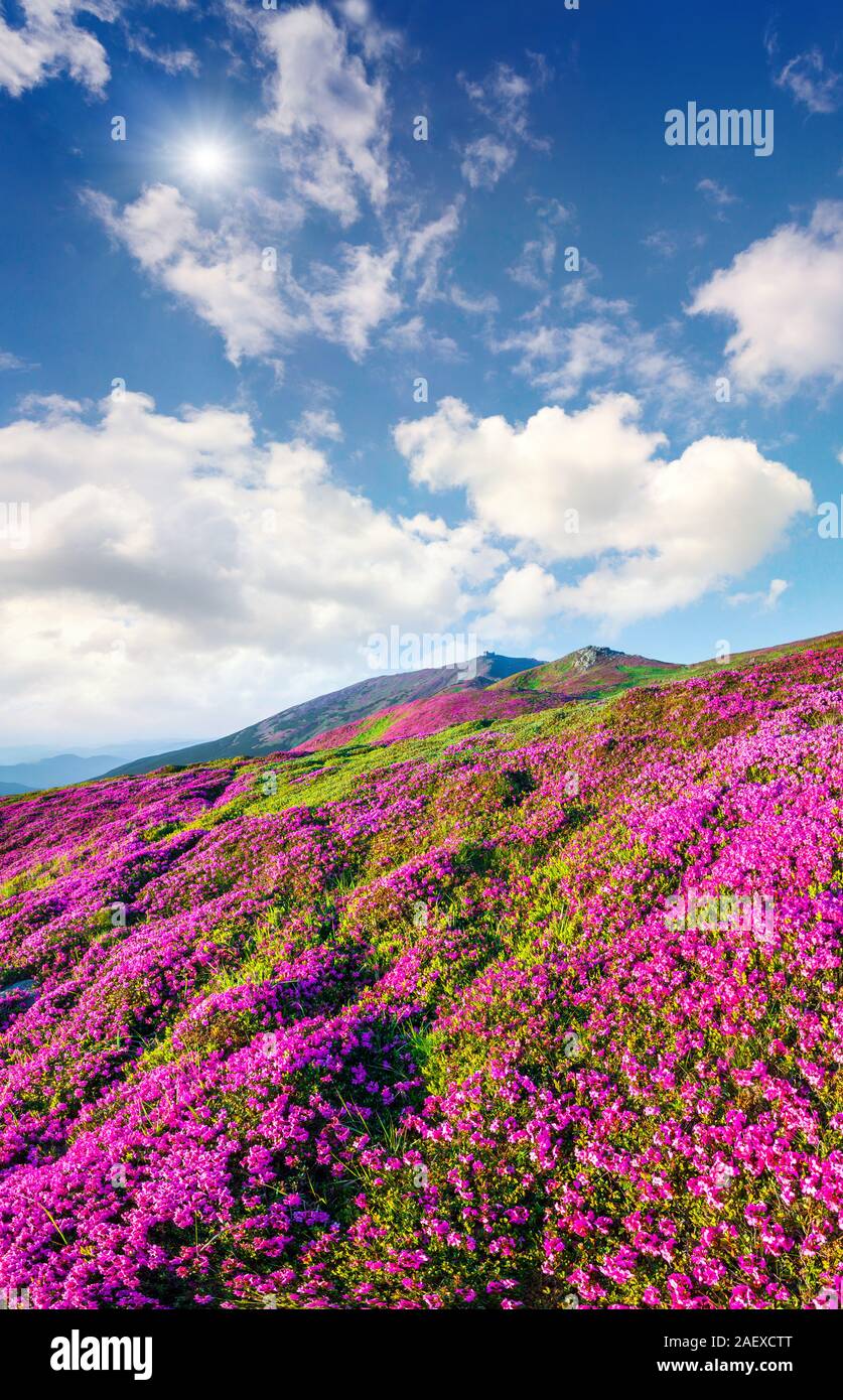 Blossom carpet of pink rhododendron flowers in the mountains at sunny summer morning Stock Photo