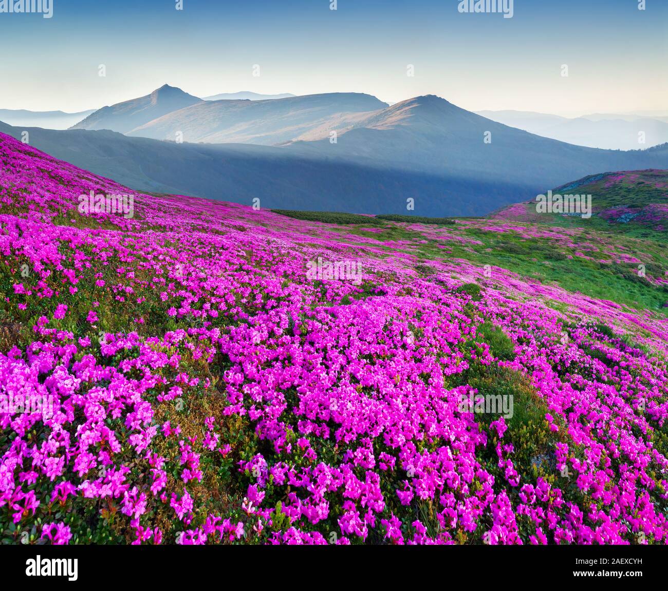 Blossom carpet of pink rhododendron flowers in the Carpathian mountains at sunny summer morning Stock Photo